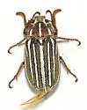 (P. decemlineata sensu lato; southwestern form) - photo 3
