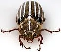 (P. decemlineata sensu lato; southwestern form) - photo 4