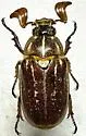 Polyphylla mescalerensis - photo 2