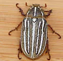 Polyphylla modulata - photo 5
