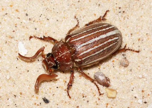 Monahans Ten-lined June Beetle