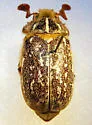 Atascadero June Beetle - Polyphylla nubila