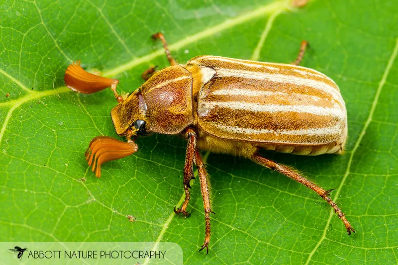 Polyphylla occidentalis - photo 2