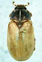 Polyphylla pottsorum - photo 3