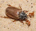 Polyphylla pottsorum - photo 4