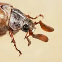 Polyphylla pottsorum - photo 5