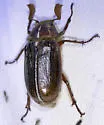 (P. hammondi sensu lato) - Polyphylla proba