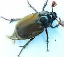Wooly Gulf Dune Scarab - Polyphylla pubescens