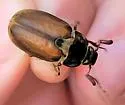 Wooly Gulf Dune Scarab - photo 2