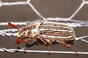 Polyphylla rugosipennis - Polyphylla rugosipennis