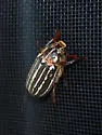 Polyphylla rugosipennis - photo 2