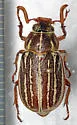 Polyphylla rugosipennis - photo 3