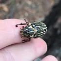 Polyphylla rugosipennis - photo 4