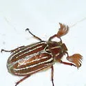 Polyphylla sobrina