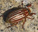 Polyphylla sobrina - photo 2