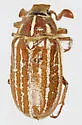 Polyphylla sobrina - photo 3
