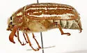 Polyphylla sobrina - photo 4