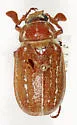 Polyphylla sobrina - photo 5