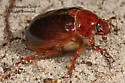 Auburndale Scrub Scarab Beetle - photo 2