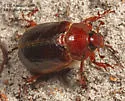 Auburndale Scrub Scarab Beetle - photo 3