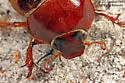 Auburndale Scrub Scarab Beetle - photo 4