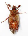 Auburndale Scrub Scarab Beetle - photo 5