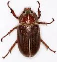 (P. hammondi sensu lato) - Polyphylla subvittata