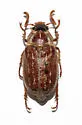 Polyphylla uteana - Polyphylla uteana