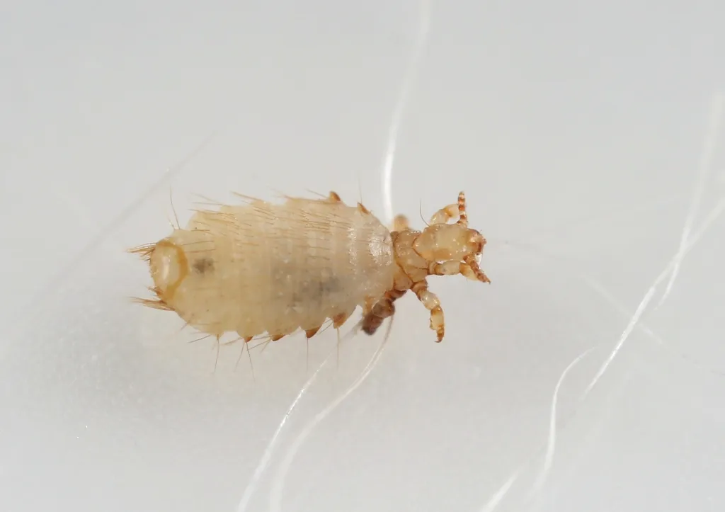 Spiny Rat Lice - photo 2
