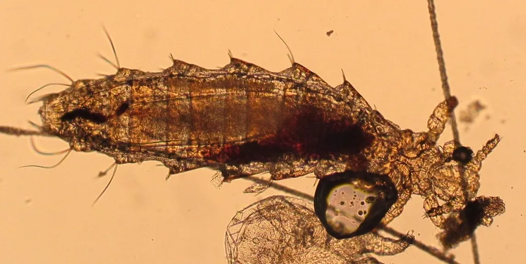 house mouse louse - photo 2