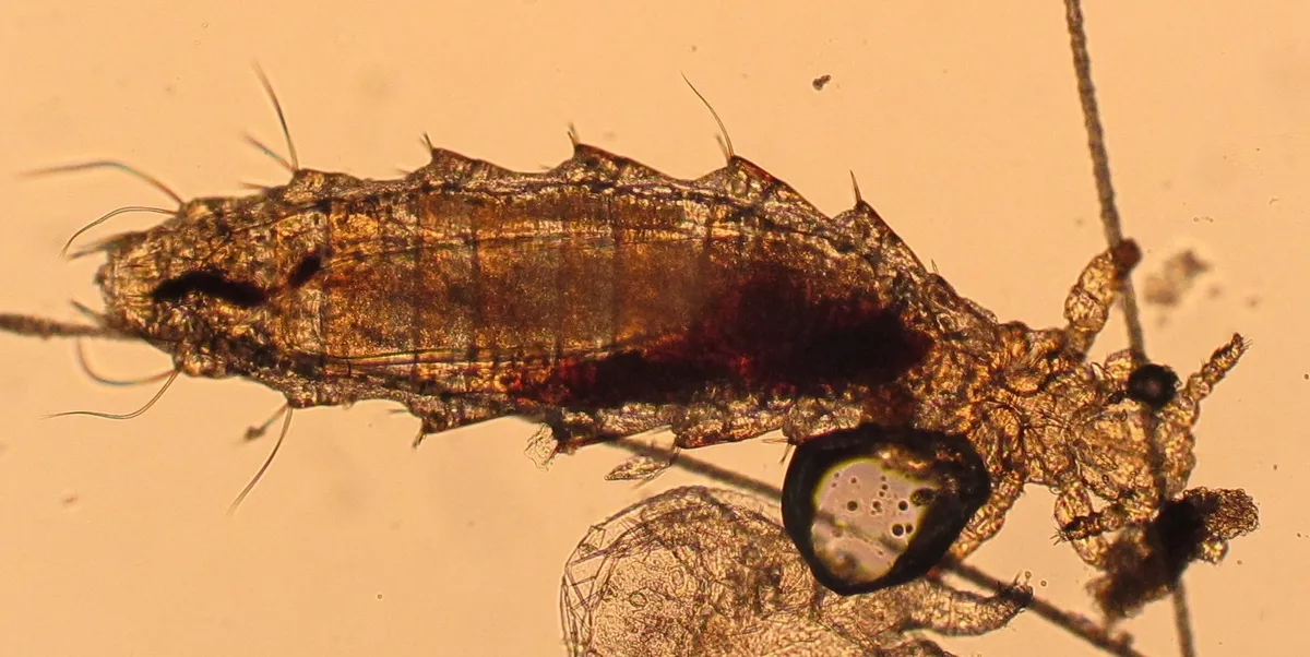 house mouse louse - photo 3