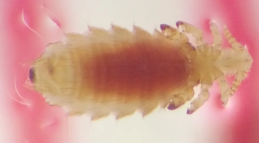 House Rat Louse - photo 2