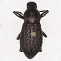 Polypleurus geminatus