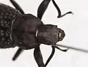 Polypleurus geminatus - photo 2
