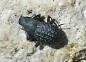 Polypleurus geminatus - photo 3