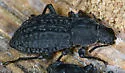 Polypleurus geminatus - photo 4