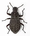 Polypleurus geminatus - photo 5