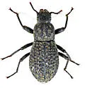 Polypleurus perforatus - Polypleurus perforatus