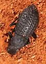 Polypleurus perforatus - photo 2