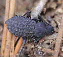 Polypleurus perforatus - photo 3