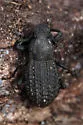 Polypleurus perforatus - photo 4