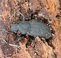 Polypleurus perforatus - photo 5