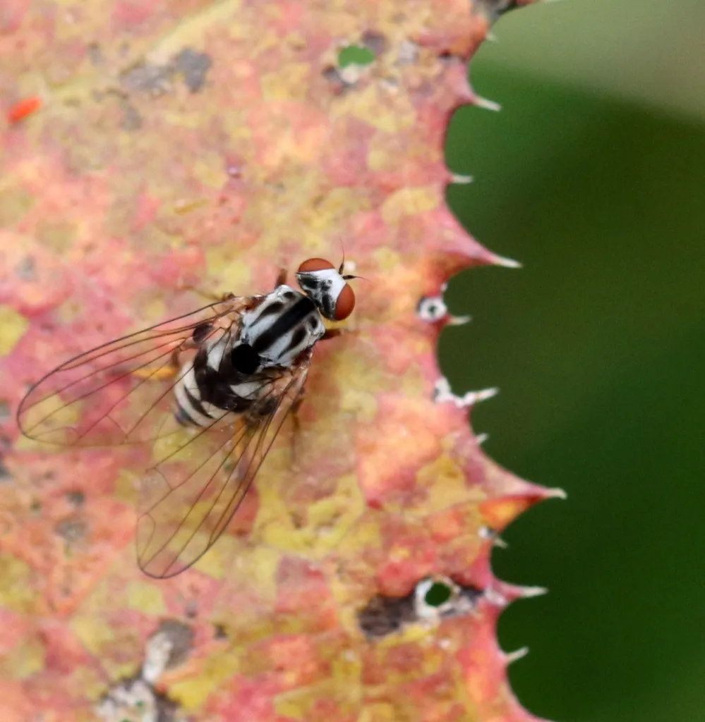 Polyporivora picta - photo 2
