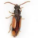 Polypria cruxrufa - Polypria cruxrufa