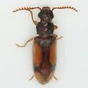 Polypria cruxrufa - photo 2