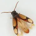 Polypria cruxrufa - photo 3