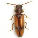 Polypria cruxrufa - photo 4