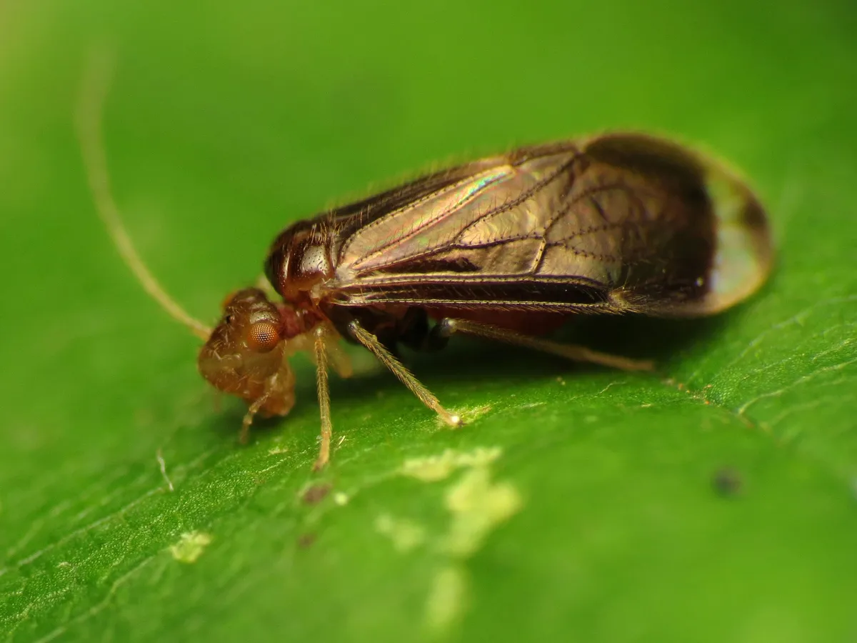 Polypsocus corruptus - photo 3