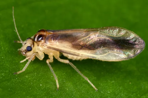 Polypsocus serpentinus