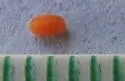 Polystepha globosa - photo 2